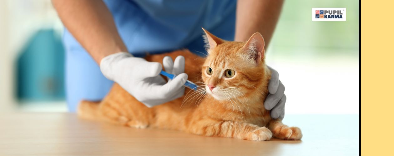 Szczepionka nie zapobiega, ale minimalizuje ryzyko. Rudy kotek ma robiony zastrzyk przez weterynarza, któremu widać tylko ręce w niebieskim fartuchu. Po prawej żółty pasek i logo pupilkarma.